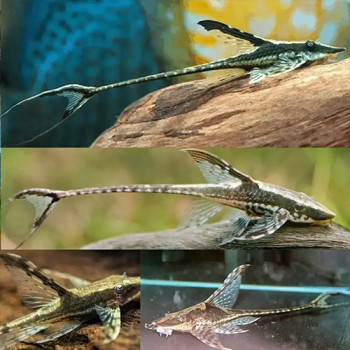 Royal Whiptail Fish (Single)