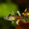 Signifer Rainbow Fish (Pair)