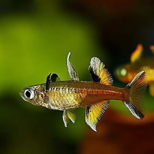 Signifer Rainbow Fish (Pair)