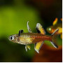 Signifer Rainbow Fish (Pair)