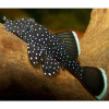L183 Pleco – Starlight Bristlenose Pleco