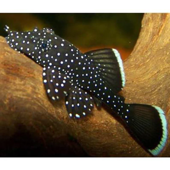 L183 Pleco – Starlight Bristlenose Pleco