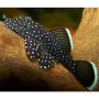 L183 Pleco – Starlight Bristlenose Pleco