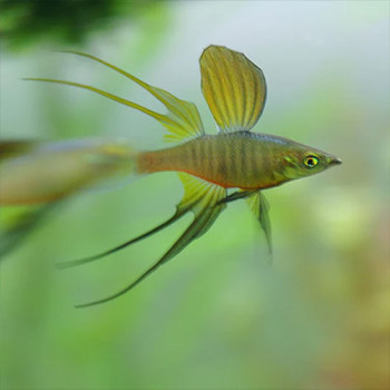 Threadfin Rainbow Fish (Pair)