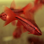 Veiltail Cherry Barb Fish (Pair)