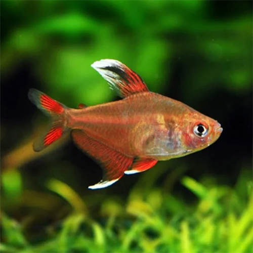 White Fin Tetra Fish (pair)