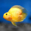 Yellow Hearted Parrot Fish Small