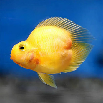 Yellow Hearted Parrot Fish Small