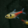 Yellow Phantom Tetra Fish (Pair)