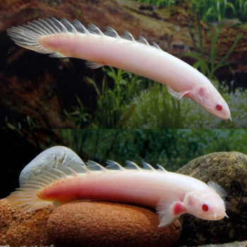 Albino Senegal Fish (Single)