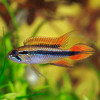 Apistogramma Agassizii Double Red Fish (Single)