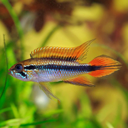 Apistogramma Agassizii Double Red Fish (Single)