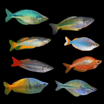 Assorted Rainbow Fish - 4 nos