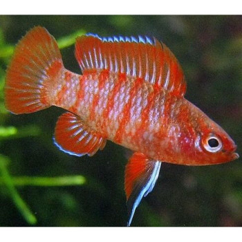 Red Badis Fish (Pair)