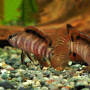 Red Sp Buxar Fish (pair)