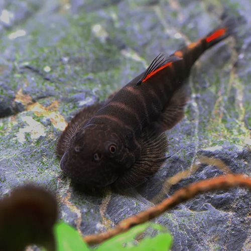 Blood Marry Hillstream Loach (Single)