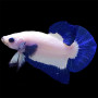 Blue Rim Betta Fish (Single)
