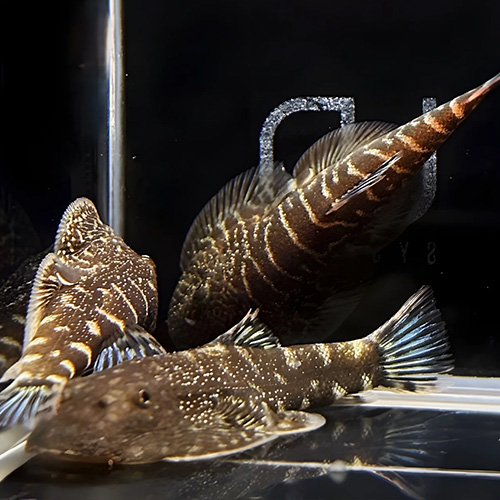 Blue Tail Hillstream Loach (Single)