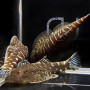 Blue Tail Hillstream Loach (Single)