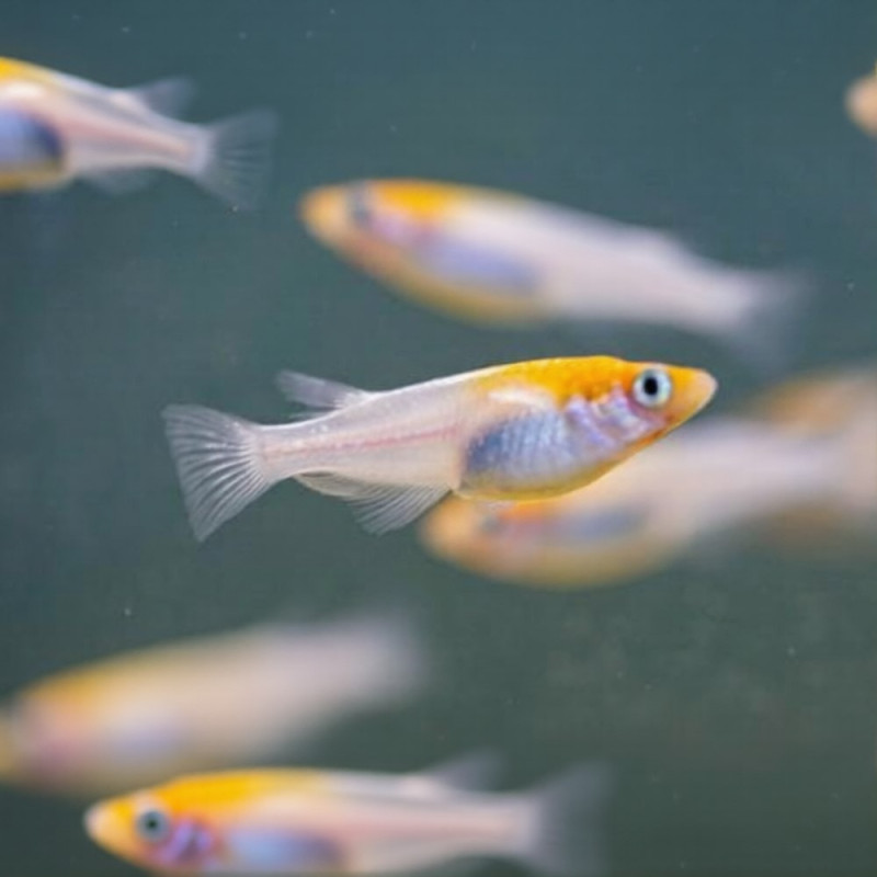 Calico Rice orange - white Fish (pair)