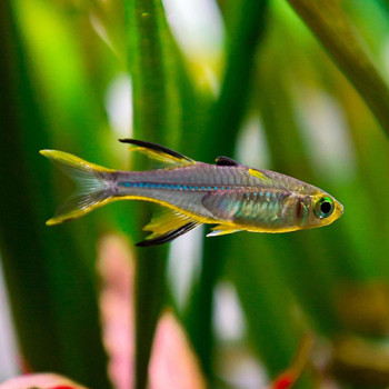 Celebes Rainbow Fish (Pair)