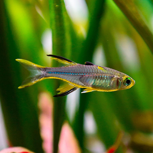Celebes Rainbow Fish (pair)