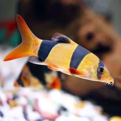 Clown Loach (Single)