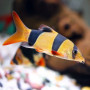 Clown Loach (Single)