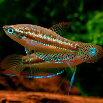 Croaking Gourami Fish (Single)