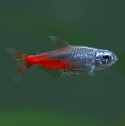 Diamond Neon Tetra Fish (pair)