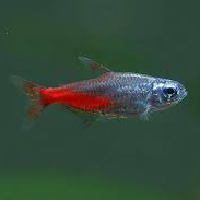 Diamond Neon Tetra Fish (Pair)