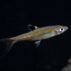 Emerald Eye Rasbora Fish (Pair)