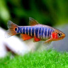 Emerald Dwarf Rasbora Fish (Pair)