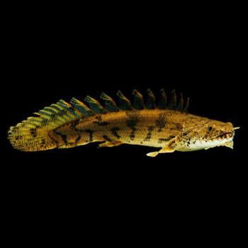 Endlicheri Senegal Fish (Single)