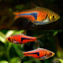 Espie Rasbora Fish (Pair)