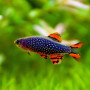 Galaxy Rasbora Fish (Pair)
