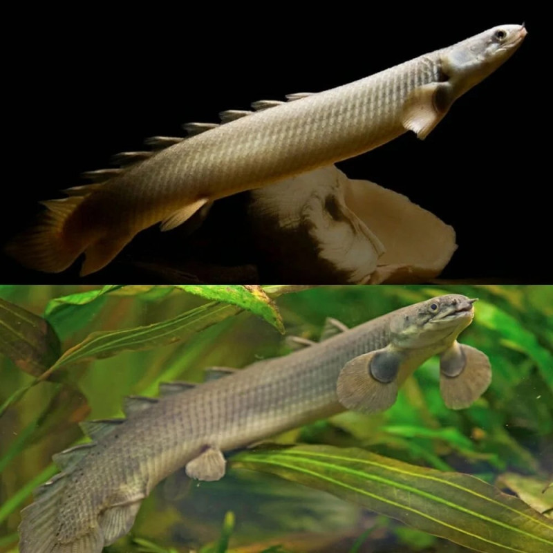 Green Senegal Fish (Single)
