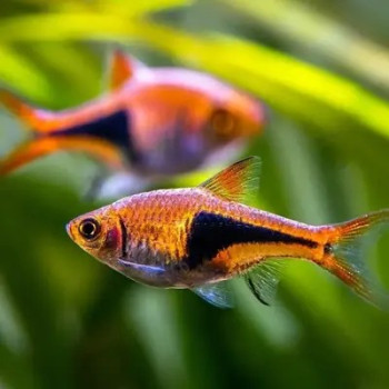 Harlequin Rasbora Fish (Pair)