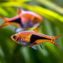 Harlequin Rasbora Fish (Pair)