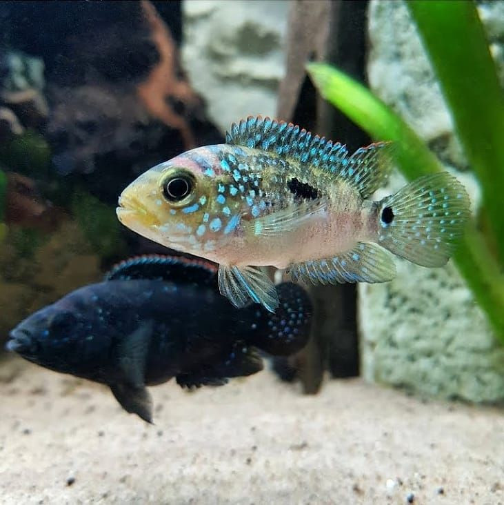 Jack DempseyCichild Fish (Single)