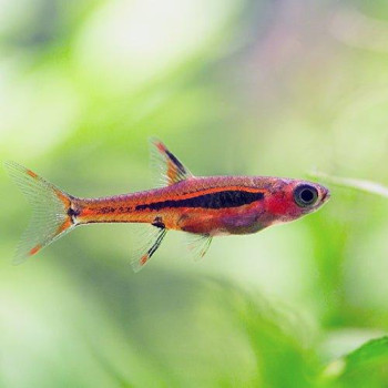 Mosquito Rasbora Fish (Pair)