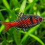 Odessa Barb Fish (Pair)