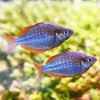 Peacock Rainbow Fish (Single)