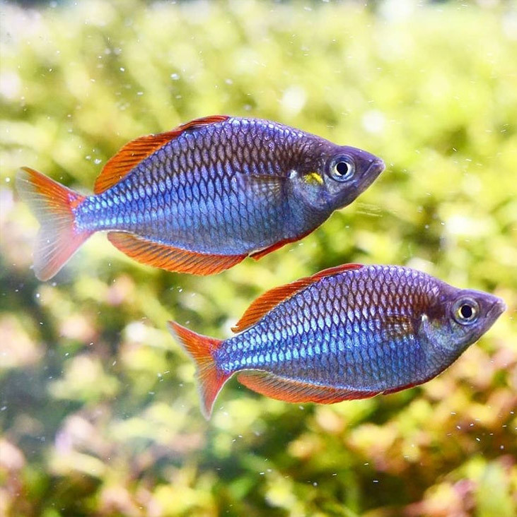Peacock Rainbow Fish (Single)