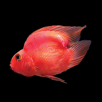 Red Hearted Parrot Fish Small
