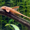 Red Whiptail Fish (Single)