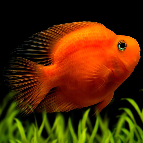 Red Parrot Fish Small