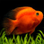 Red Parrot Fish Small