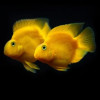Yellow Parrot Fish Small