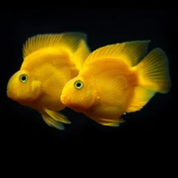 Yellow Parrot Fish Small